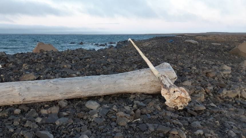 Череп морского единорога обнаружен на Земле Франца-Иосифа — видео