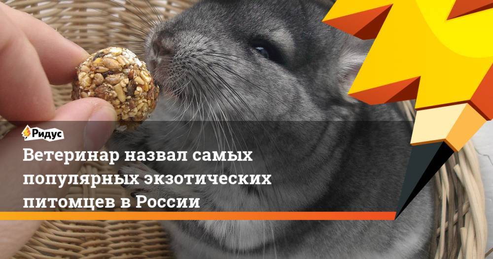 Ветеринар назвал самых популярных экзотических питомцев в России