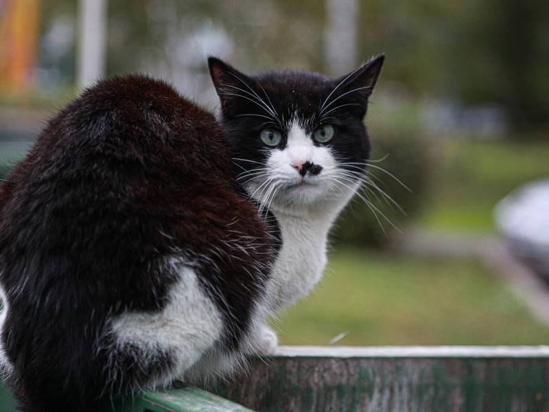 Исследователи рассказали о росте числа домашних кошек в Москве и Петербурге