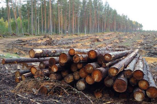 Сазонов: биржевая торговля может стать механизмом оценки лесной продукции