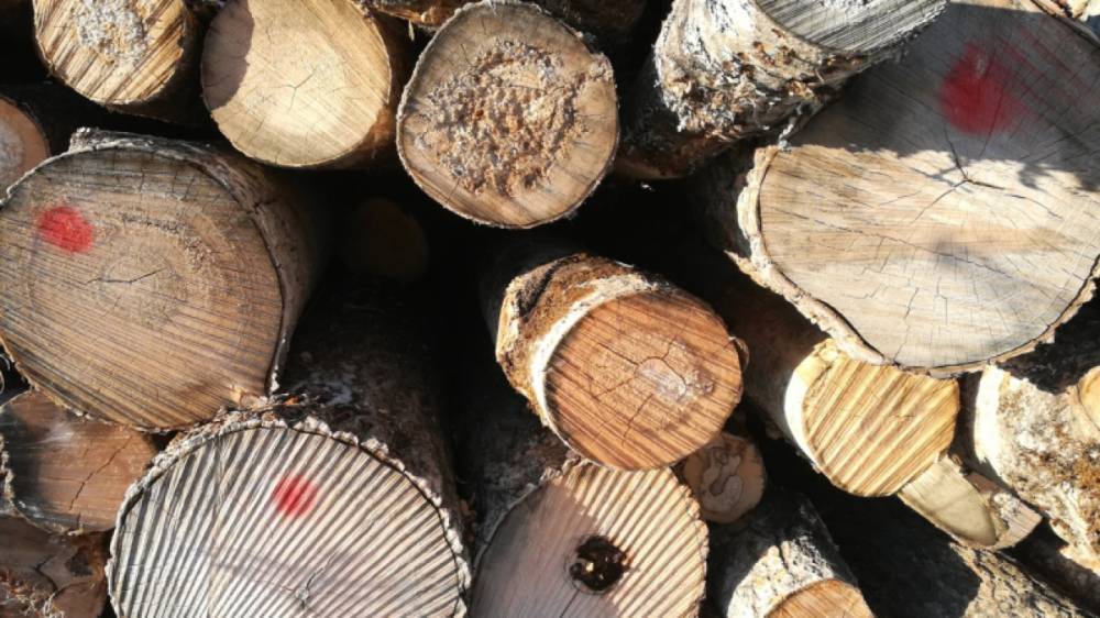 Семь лет тюрьмы грозят жителям Куньинского района за вырубку леса
