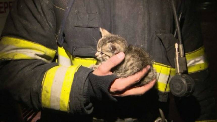 Два кота чудом спаслись при пожаре в петербургской квартире