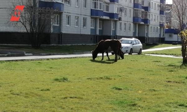 «Гуляют и гадят». Жителям Нефтеюганска мешают коровы в центре города