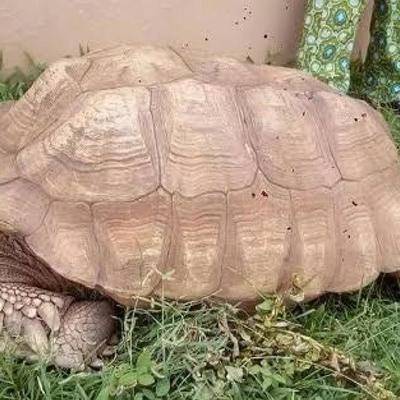 Умерла самая старая в мире черепаха: ей было 344 года