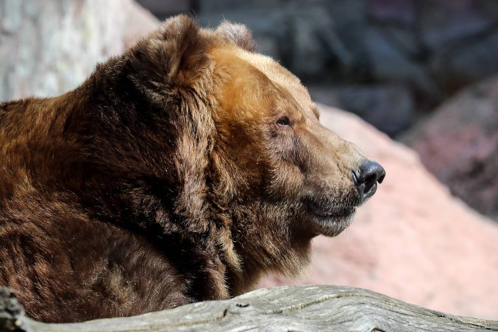 Медведь загнал туристов на скалу в красноярском заповеднике