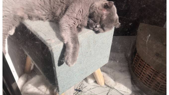 Петербургские активисты намерены раздать котиков из заброшенного котокафе
