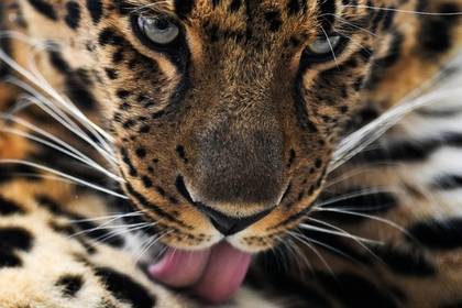 Леопардов в Северной Осетии начнут мониторить