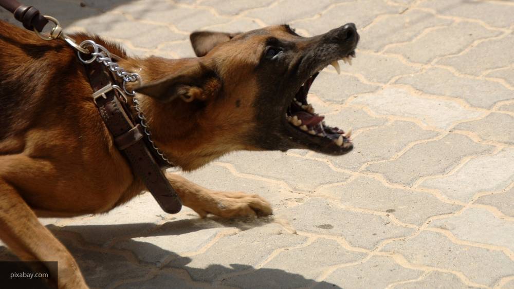 В МЧС рассказали о способах остановить агрессивную собаку