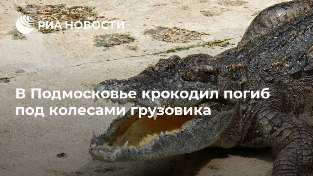 В Подмосковье крокодил погиб под колесами грузовика