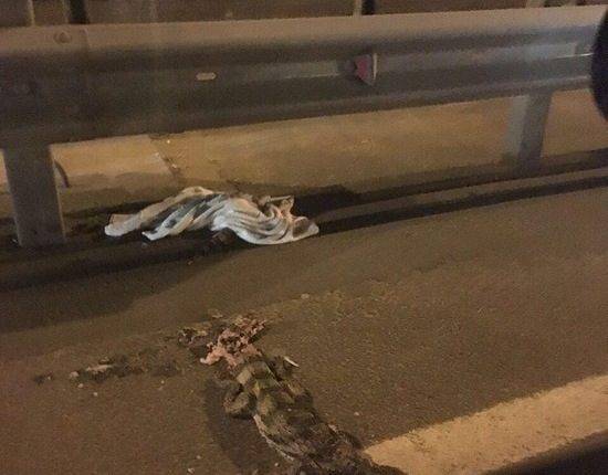 В Подмосковье крокодил погиб при попытке перейди дорогу