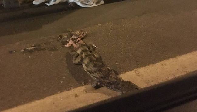 Автомобиль раздавил крокодила на шоссе в Подмосковье
