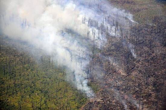 В Рослесхозе сообщили о количестве лесных пожаров в 2019 году