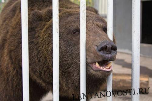 В Якутии медведь растерзал экс-депутата