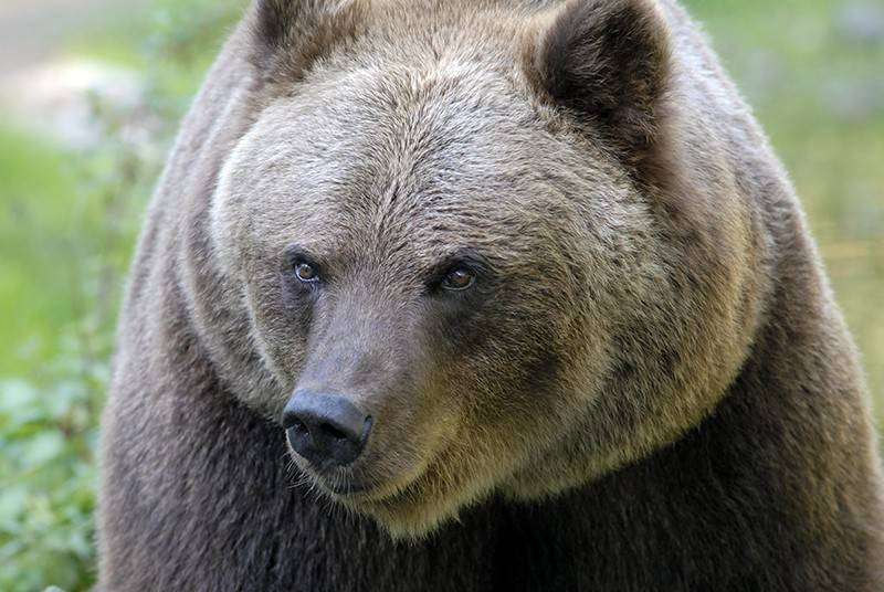 В Якутии медведь загрыз бывшего депутата