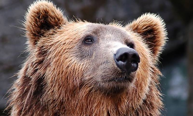 Медведь задрал экс-депутата  Якутии, убившего  его товарища