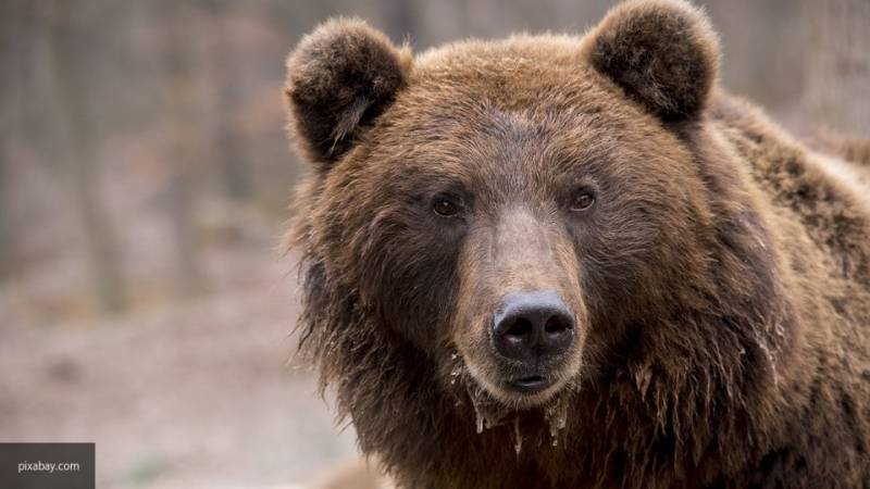 Медведь разодрал бывшего депутата Госсобрания Якутии в Оймяконском районе