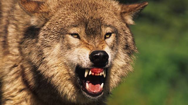 Волк напал на женщину с ребенком в Карелии