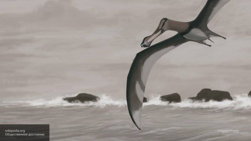 Новый вид птерозавра возрастом 96 миллионов лет обнаружили в Австралии