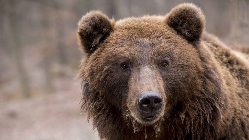 Ученые камчатского заповедника выступили против обстрела медведей