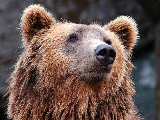Медведь задрал экс-депутата Якутии, убившего его товарища