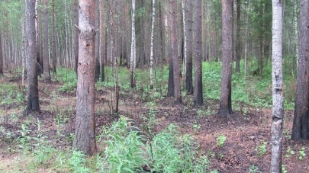 На лесной делянке в Суоярвском районе погиб мужчина
