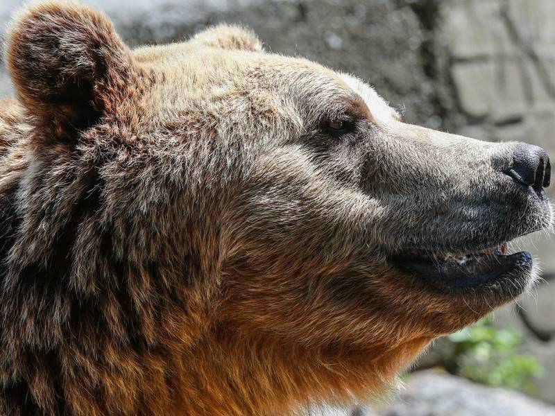В Якутии медведь задрал бывшего депутата