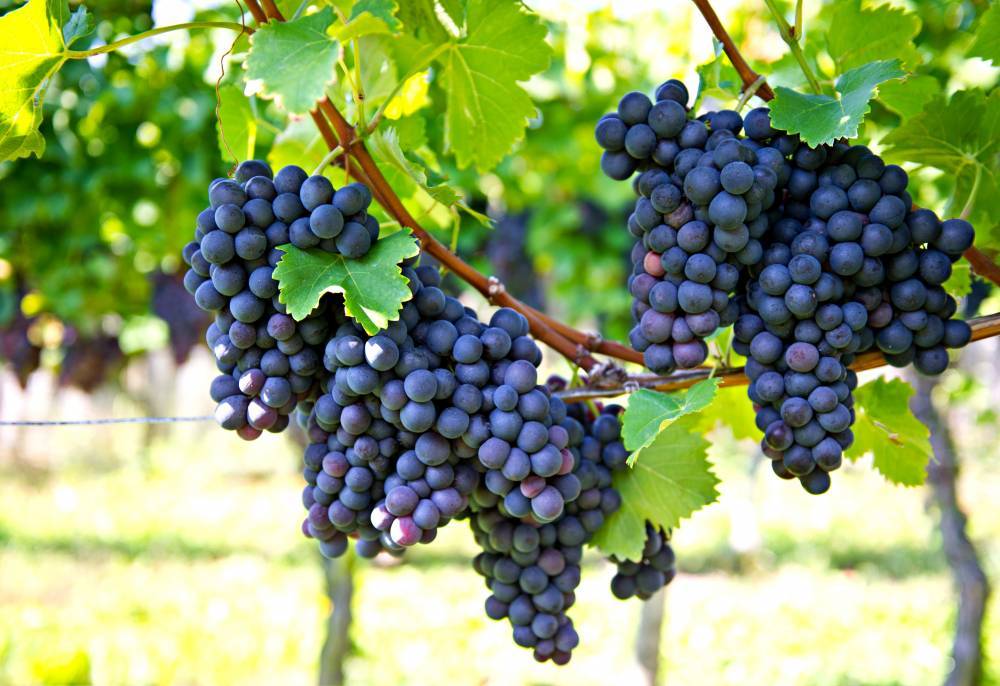 Стало известно, как виноград помогает в омоложении
