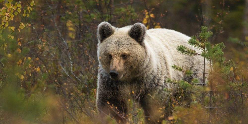 В Якутии медведь задрал экс-депутата, убившего его товарища