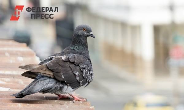 Мертвые голуби мешают жителям Екатеринбурга