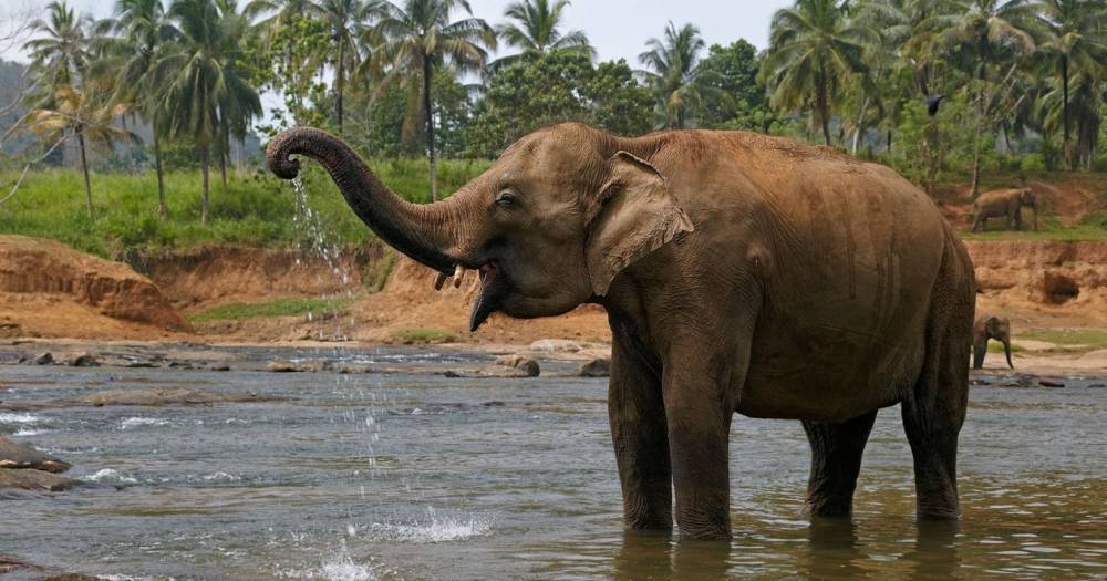 Пять тайских слонов погибли при&nbsp;попытке спасти тонущего слоненка