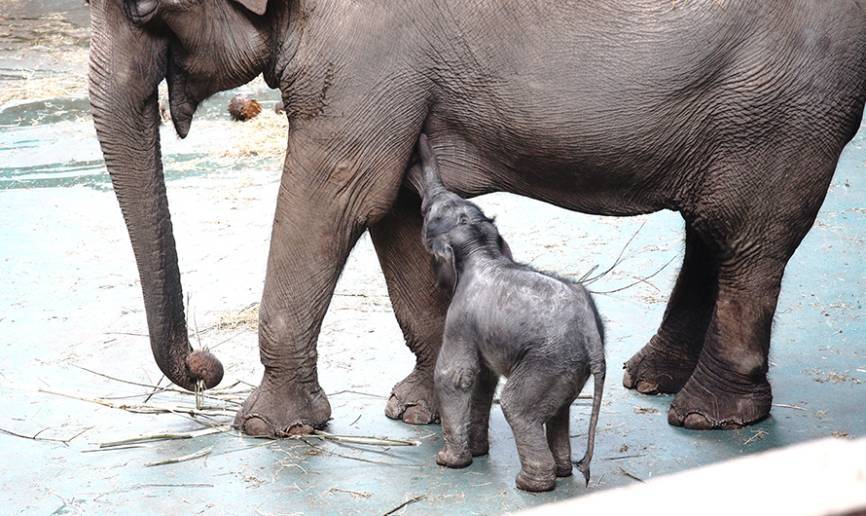 Пять слонов погибли в парке в Таиланде, спасая слоненка из водопада
