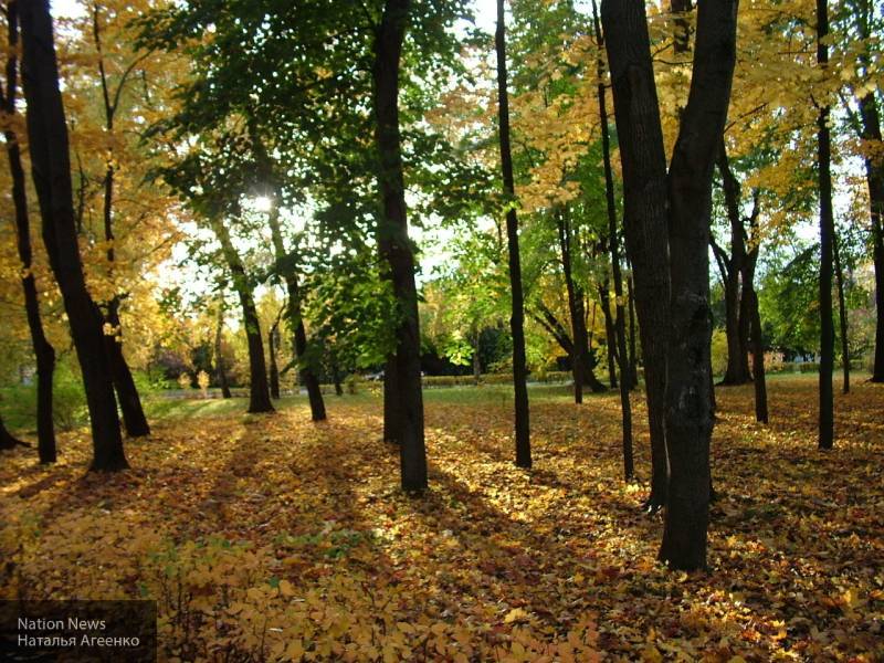 Москвичам пообещали октябрьское тепло к концу следующей недели