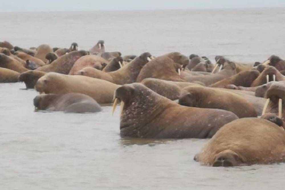 Фото: рекордное количество моржей замечены на берегах Ямала
