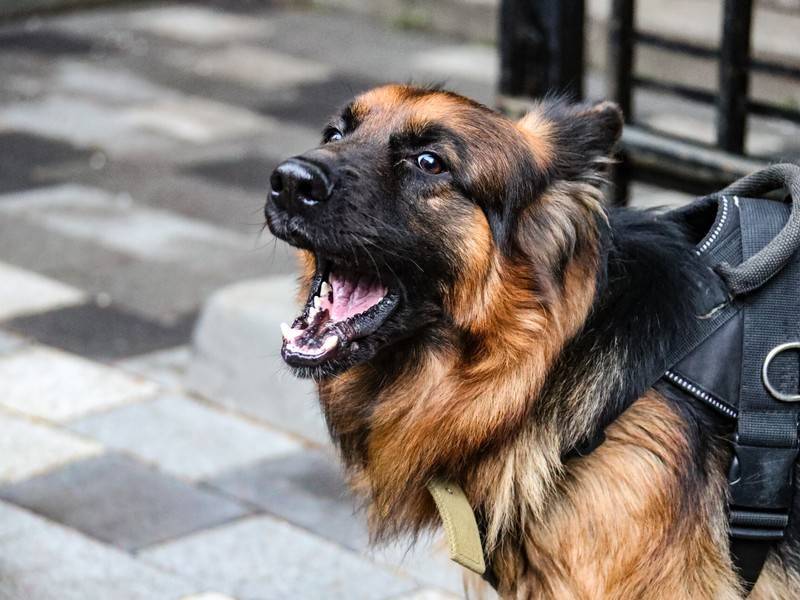 Кинологи дополнили советы МЧС о способах остановить агрессивную собаку