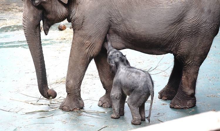 Пять слонов погибли в Таиланде, когда пытались вытащить слоненка из водопада
