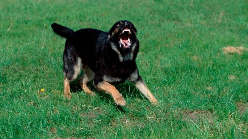 Что делать при нападении агрессивной собаки — рекомендации МЧС
