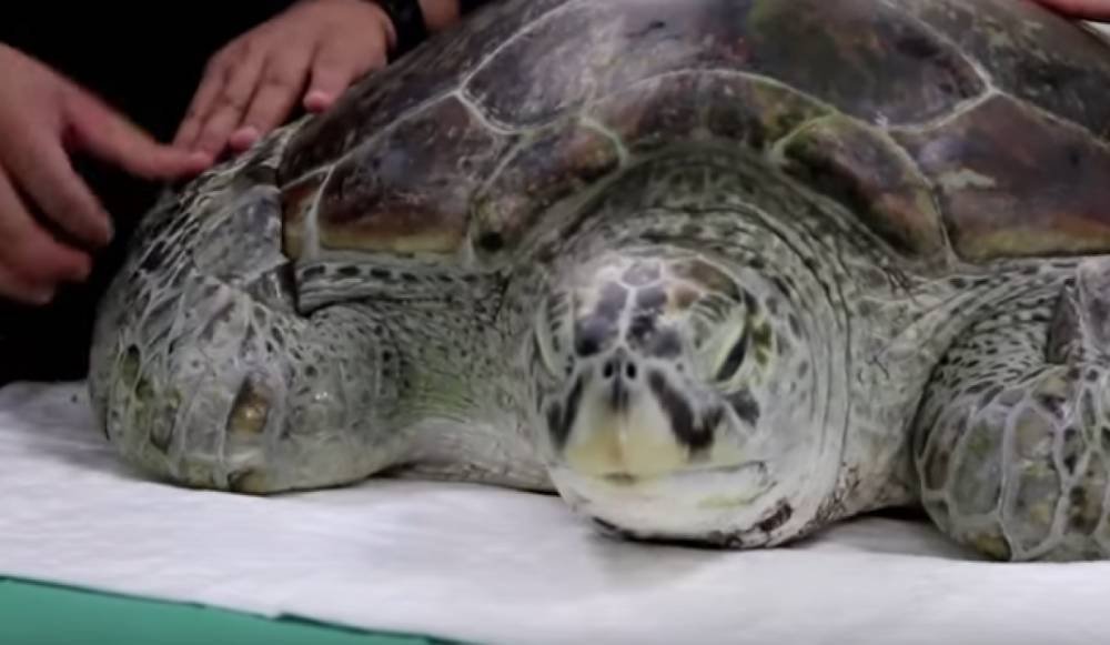 В Нигерии знаменитая черепаха умерла на 345 году жизни