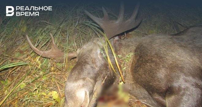 В Башкирии снова задержали браконьеров, убивших лося