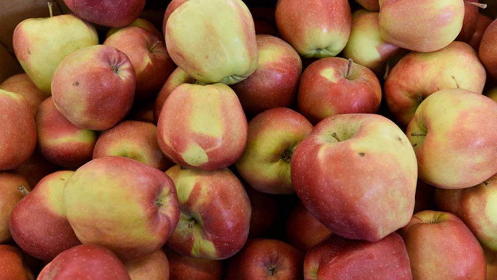 Рекордное панно из 40 тонн яблок выложили в Кабардино-Балкарии