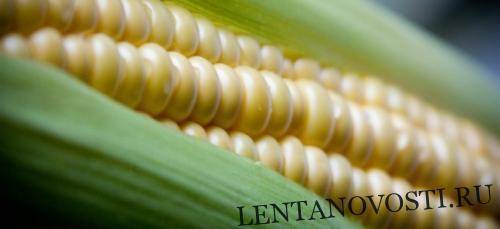 В США фьючерсы на кукурузу обрушились после самого большого прироста за неделю
