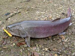 Браконьеры незаконно ловили краснокнижную рыбу на Сахалине