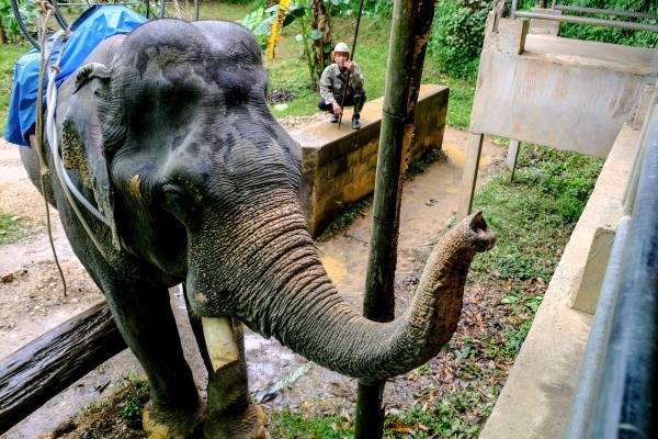 В Таиланде пять слонов погибли при спасении слонёнка из водопада
