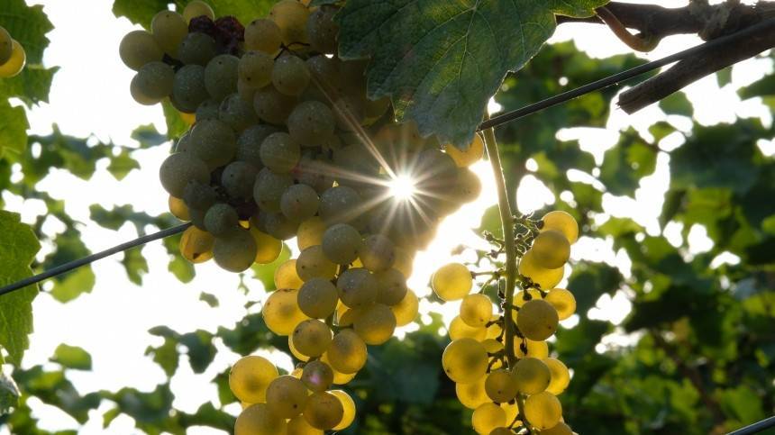 Стала известна главная польза винограда