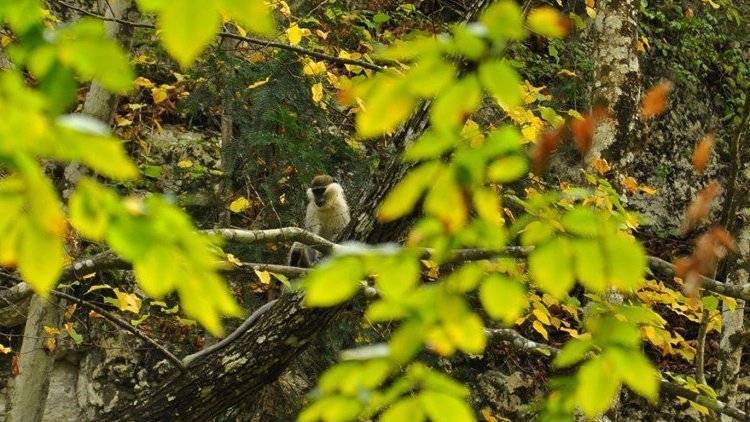 Неожиданный сюрприз: туристы встретили обезьяну в Большом Каньоне Крыма