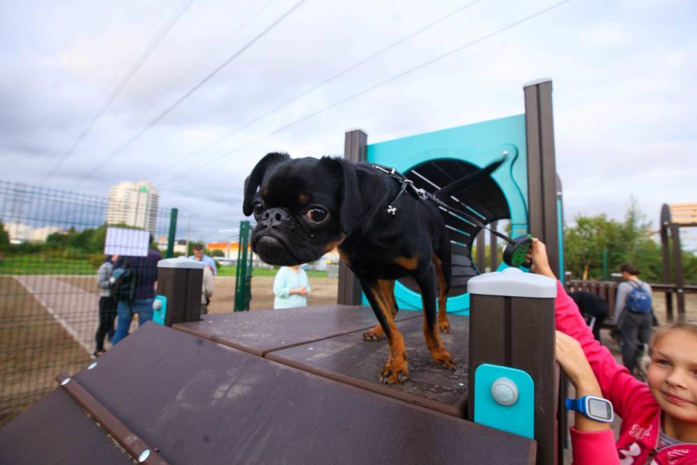 Петербуржцы поделились в Сети фотографиями новой площадки для выгула собак на Яхтенной