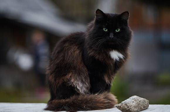 В Екатеринбурга благотворительный фонд не будет раздавать черных кошек до Хэллоуина