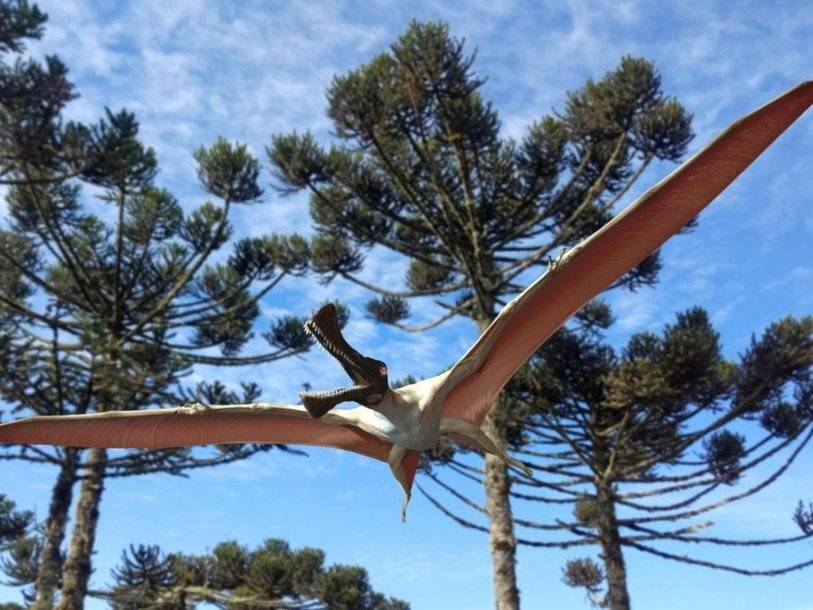 В Австралии нашли нового птерозавра с размахом крыльев четыре метра