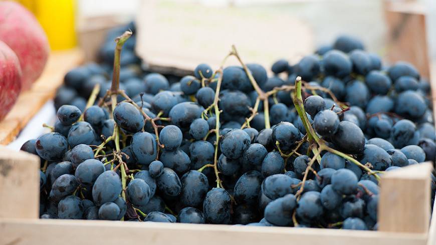 Опасный виноград: иглы в ягодах снова нашли в Австралии