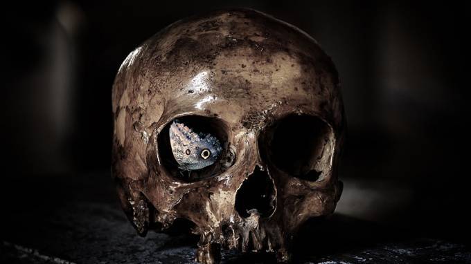 Петербургская школьница нашла на улице человеческий череп