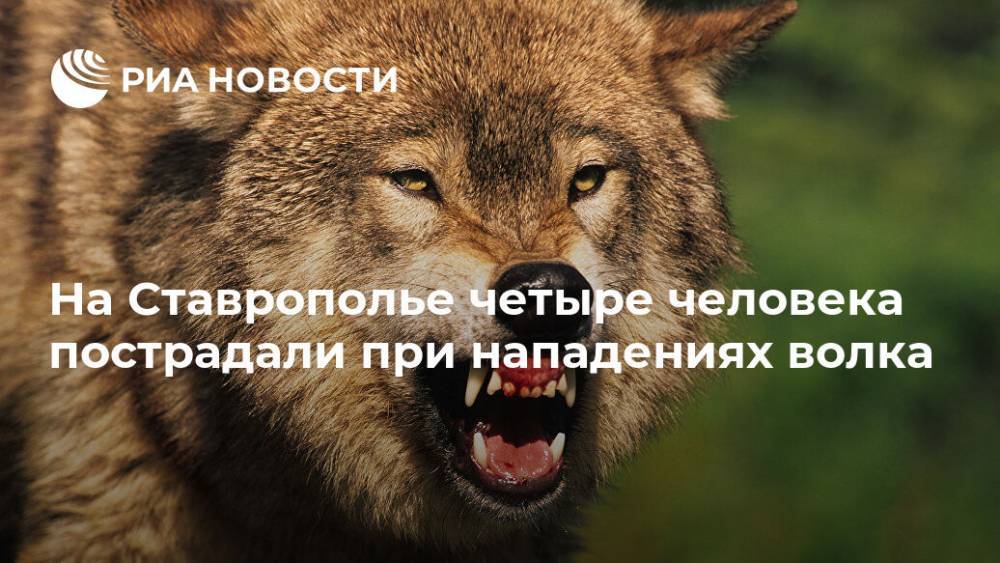 На Ставрополье четыре человека пострадали при нападениях волка